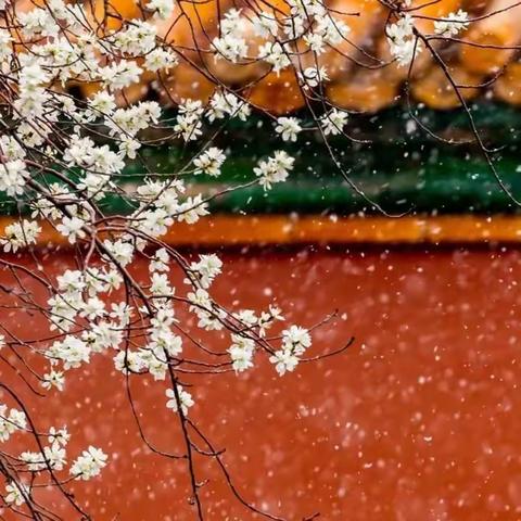 第六小学语文中心组杜娟十二月总结