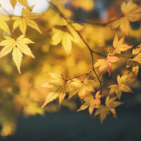 六小语文中心组杜娟九月个人总结