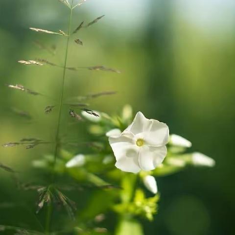 静待盛夏里，灿烂七月中——六小语文中心组杜娟个人总结