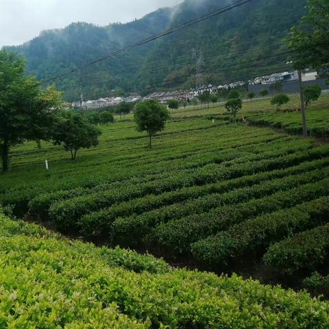 2025年调查员讲稿第7期