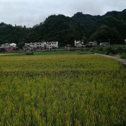 2025年第11期调查员讲稿