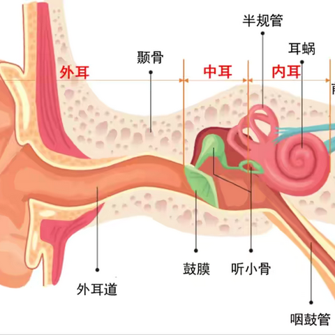 游泳容易造成中耳炎