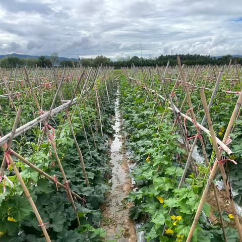 指导农户采取有效措施，保障瓜菜生产安全