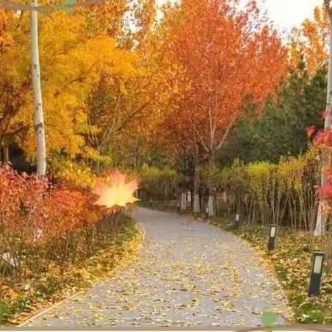 凉风有信，树叶有“画”说