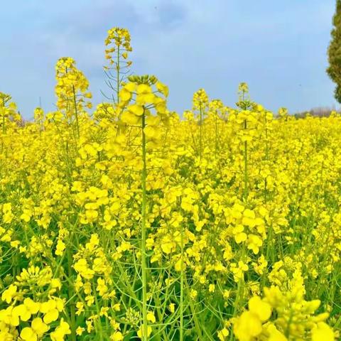 滔河乡小----让油菜花跃然纸上