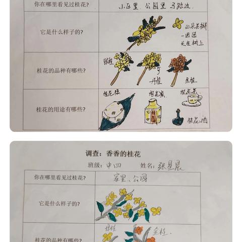 【家幼·幼儿活动】桂花“趣遇记 ”—宿迁市宿城区家天下幼儿园中四班班本活动