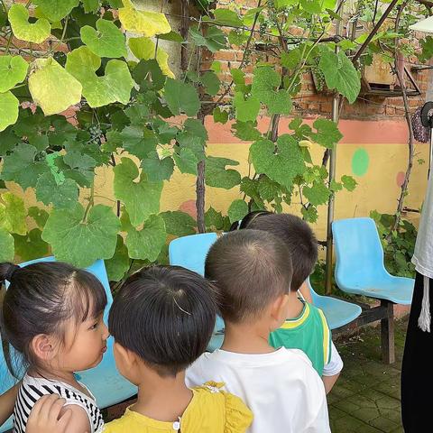 小暑至•盛夏始--小太阳幼儿园小暑节气活动