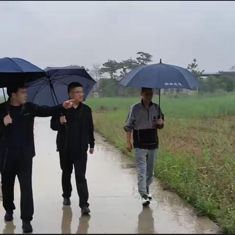 冒雨遍访找问题     现场指导保安全--徐杨街道办事处主任遍访徐杨村