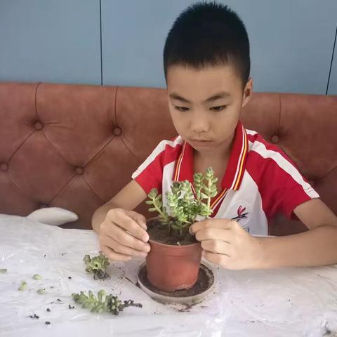 第五学校小学部暑期德育实践活动种植篇———手植希望，心耕品德”小学部一年级（2）班