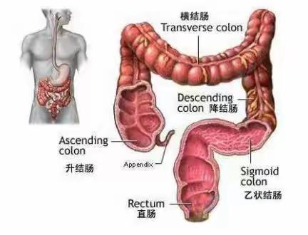 肠道疾病健康宣教