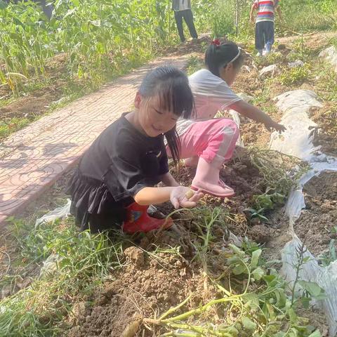 新泰市楼德镇实验幼儿园田间体验活动：体验土豆的丰收乐趣