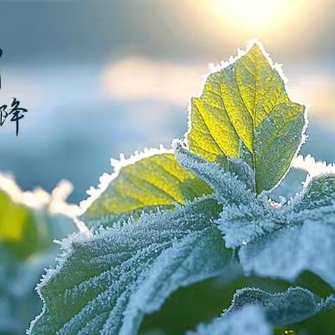新泰市楼德镇实验幼儿园二十四节气之霜降