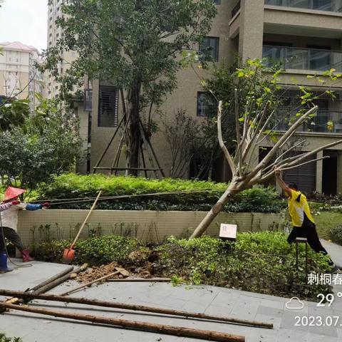 台风“杜苏芮”过境 | 刺桐春晓小区重建家园行动中…