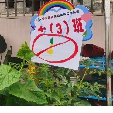 黄瓜日记一普安县南湖二幼大（3）班种植黄瓜记