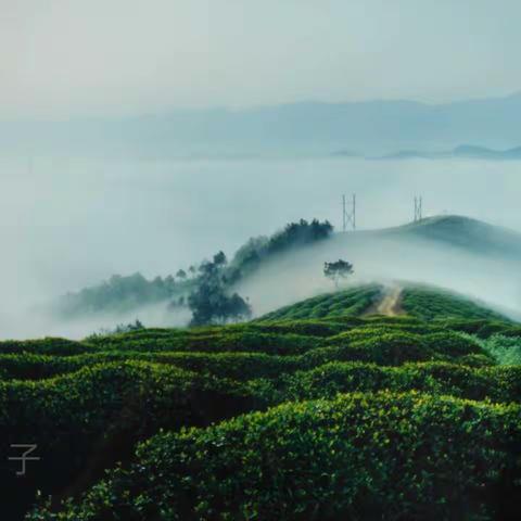 大美秦岭·弥勒佛大茶山春景图