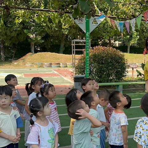 秋意浓浓，葡萄甜甜 —鲁东大学幼儿园小三班