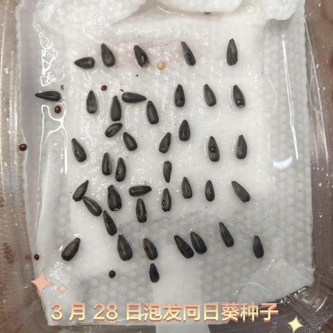 向日葵种植记录