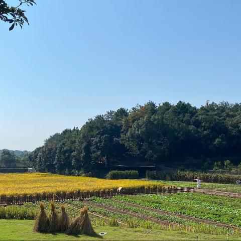 【蓝山迪诺芒果青园】鹭栖谷秋寻稻香记