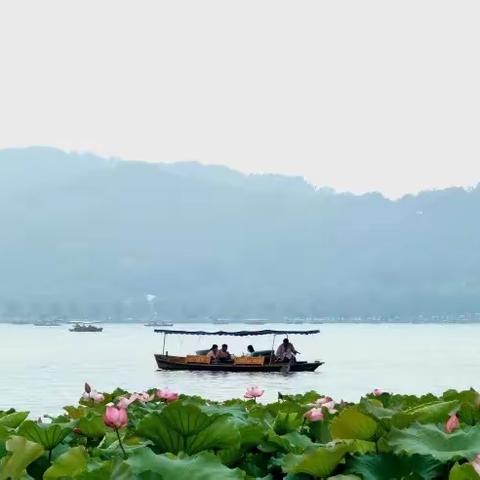 二十四节气|夏至：花开半夏幽莲香，一念熏风醉清凉