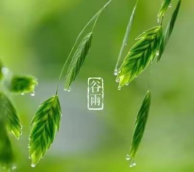 谷雨时节知多少