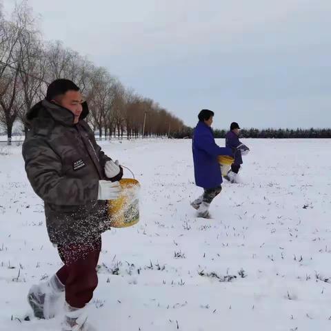 扶风县:强化小麦田间管理 促进粮食单产提升