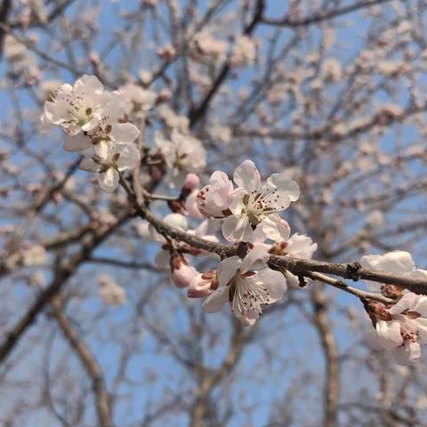 春暖花开