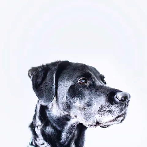 文明养犬  宠爱有方