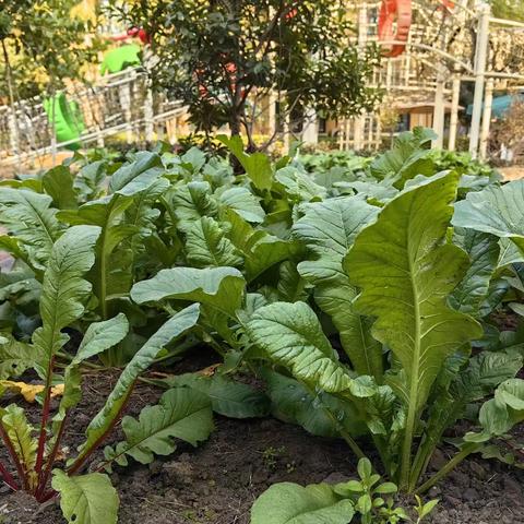 趣味“糖醋萝卜”