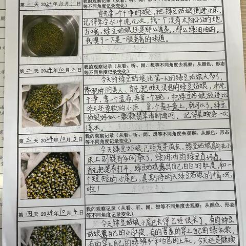 绿豆芽成长记—四年级语文实践活动