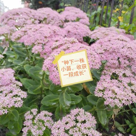 “我与小苗共成长”远程种植活动收获篇 （尚志职教中心）