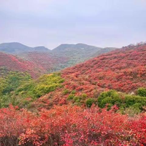 野孩子“趣”捡秋———星火少年研学第20期活动预告