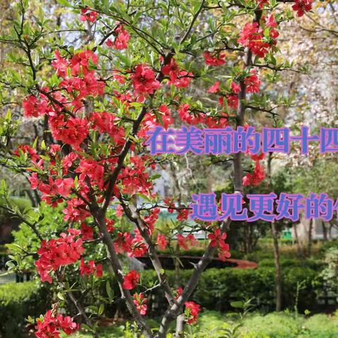 严禁携带违禁物品进校园致全体师生及家长的一封信