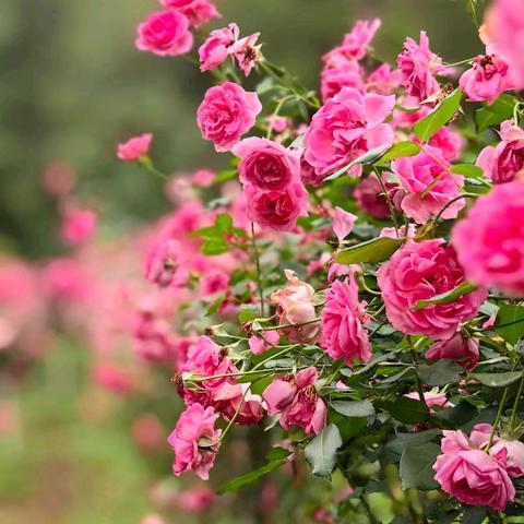 2025风扬艺术写生活动邀请函