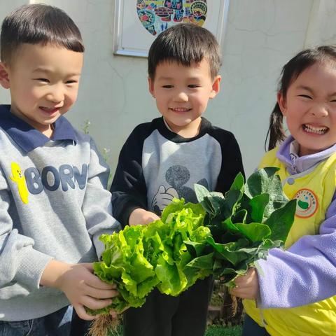 清明时节，食养保健——三门峡市第二实验幼儿园小一班食育活动