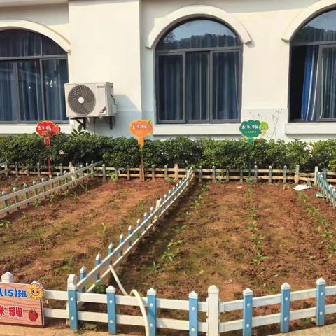 希望在阳光下生长——乐平市第九小学劳动基地实践活动