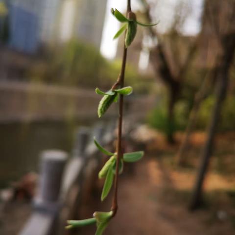 短篇小说《魔道》续