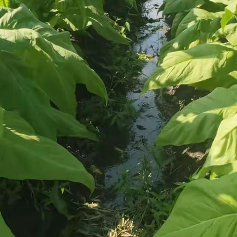 土地侠烟草提质增产方案