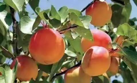 杏好有你，欢迎采摘！