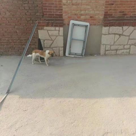 东关派出所深入石麟社区积极开展文明养犬宣传工作