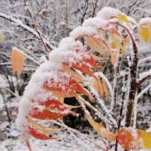 雪花飞飞