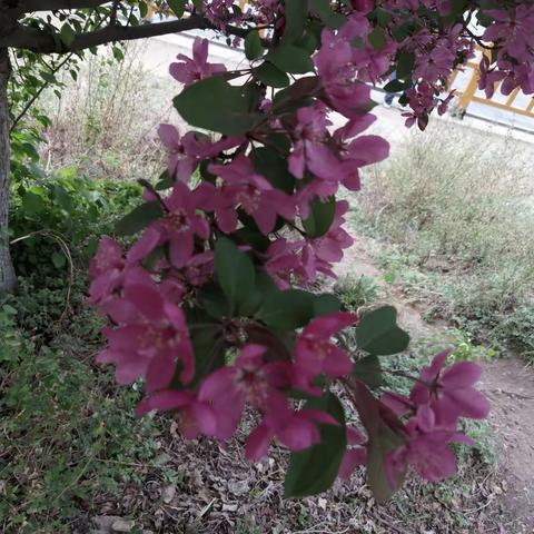 新城印象花满楼，仅此敬劳动者：五一节快乐！