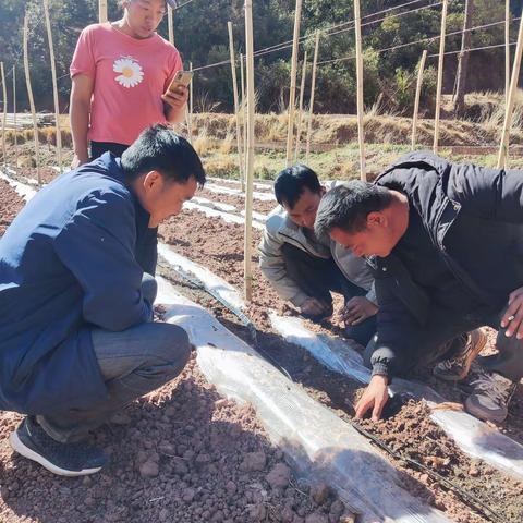 发展特色农业  助力农民增收