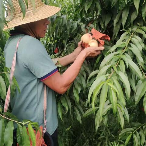 丰地果园欢迎您！