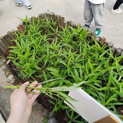 【小班】小种植，大收获🌱