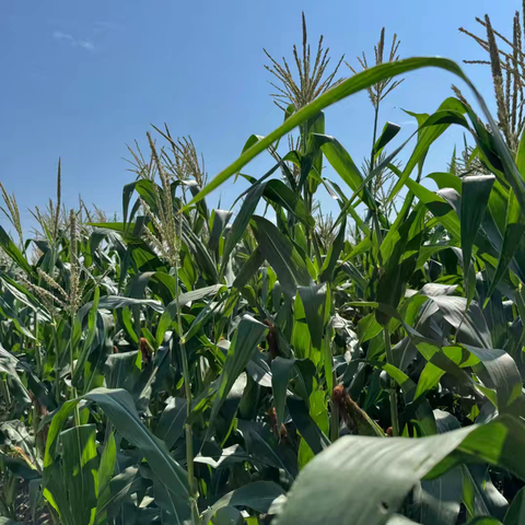 小天使幼儿园——小三班 自然趣玩活动实录