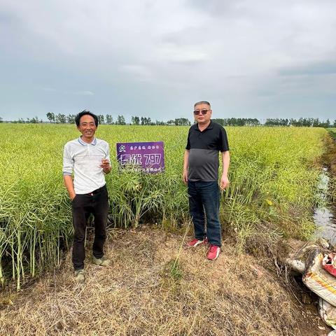 “华瑞”油菜种供种信息