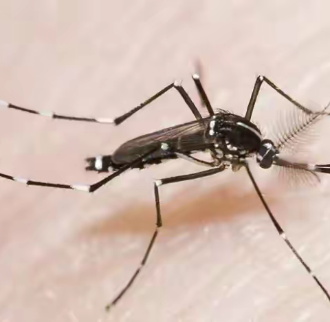 健康科普专栏：关于登革热的“五问五答”