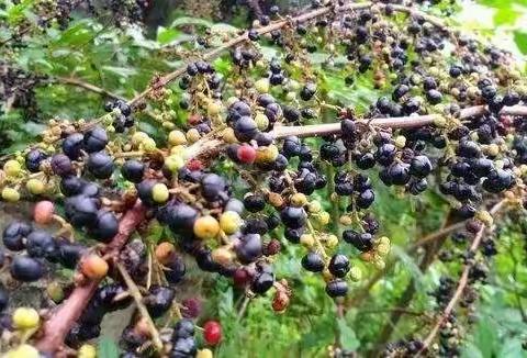 法都幼儿园小班安全教育【珍爱生命】远离野生菌野果