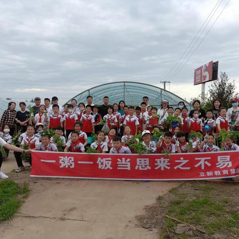 逐劳动之光,扬真学之帆-"让我们一起走进稻田"立新教育集团崇德三年二班社会劳动实践活动（副本）