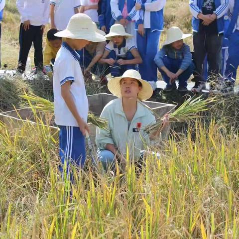 “打谷收稻 礼赞丰收”—高桥镇中心小学研学旅行活动纪实